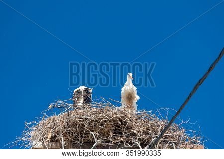 Storks near village Hortobagy, NP Hortobagy, Hungaria