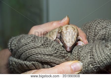 Baby Southern Three-banded Armadillo In A Hand