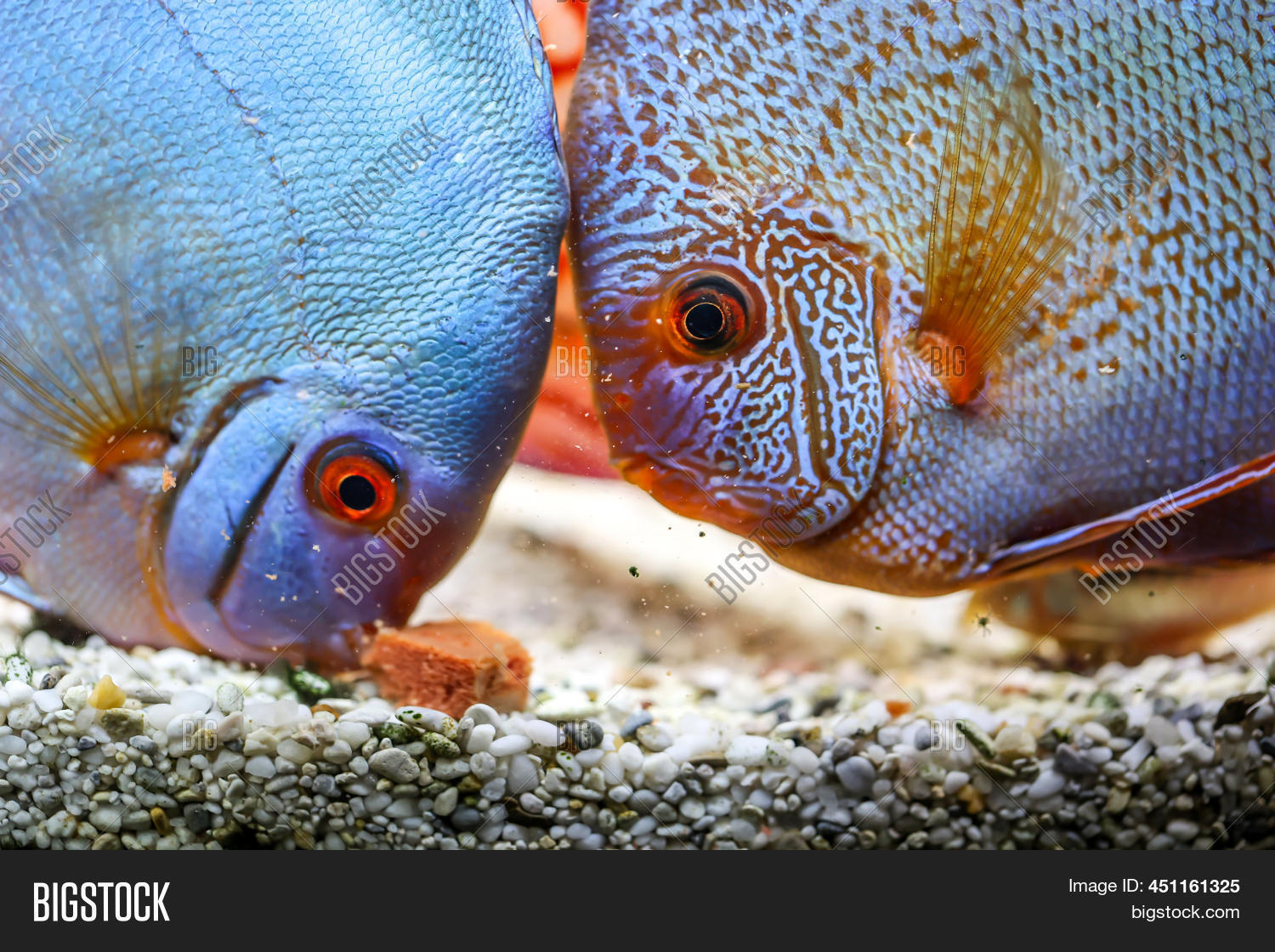 Portrait Discus Image & Photo (Free Trial) Bigstock