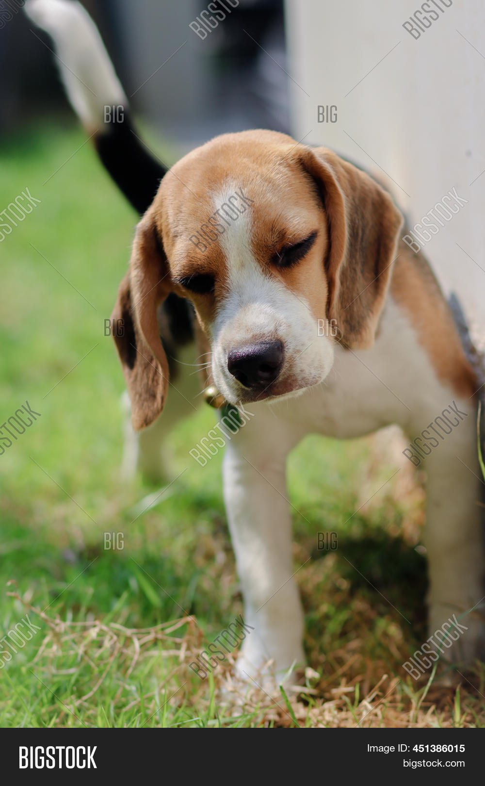 Close Dog Peeing. Image & Photo (Free Trial) Bigstock