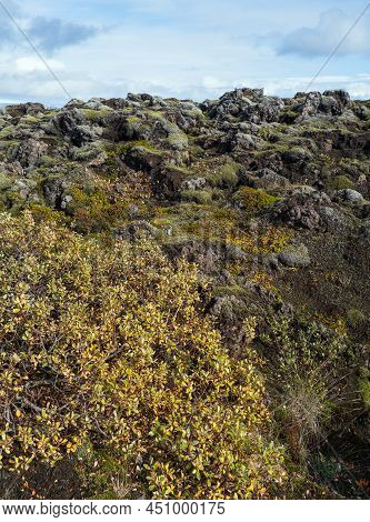 Scenic Autumn Green Lava Fields Near Fjadrargljufur  Canyon In Iceland. Green  Moss On Volcanic Lava