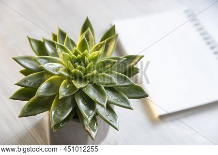 Echeveria In A Beautiful Ceramic Pot On A Beige Table Next To A White Spring Notepad In The Kitchen 