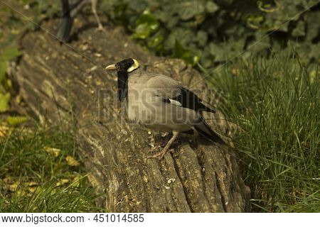 The Wattled Starling. (creatophora Cinerea) In Zoo.