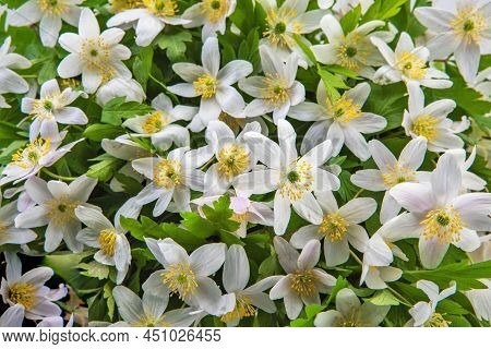 Blooming White Tree Anemones With Green Leaves
