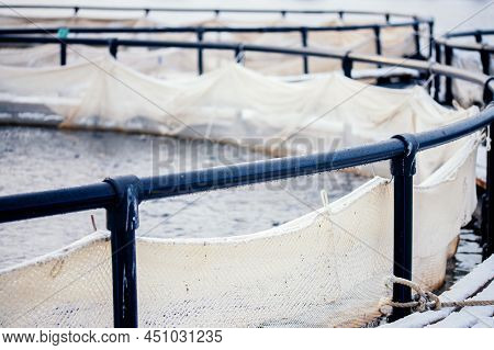 Fish Farm For Breeding For Rainbow Trout And Salmon Fry In Net Cages. Concept Aquaculture Piscicultu