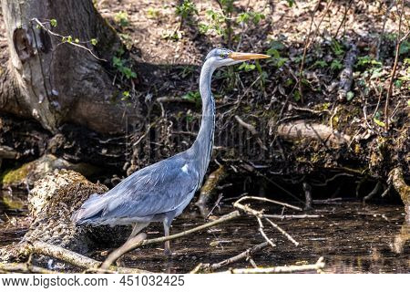 Grey Heron, Ardea Cinerea, A Massive Gray Bird Wading Through A Flat Lake Searching For Fish, With F