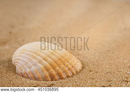 Beige Small Seashell On The Sand. Macro