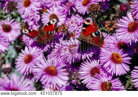 Bright Pink Flower S Are Blooming In The Garden On The Turquoise Background. Beautiful Butterflies C