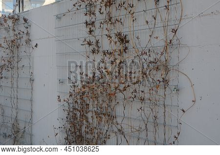 Plaster Concrete Wall On A House Or Factory. On The Wall Are Attached Galvanized Grilles Made Of Che