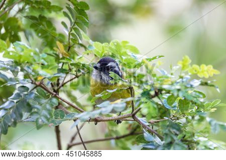 Sooty-capped Bush Tanager (chlorospingus Pileatus) Perched On Branch In The Rainforests. San Gerardo