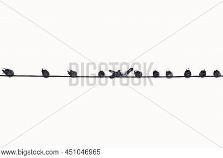 A Row Of Pigeons Sitting On The Wires Of The Power Line