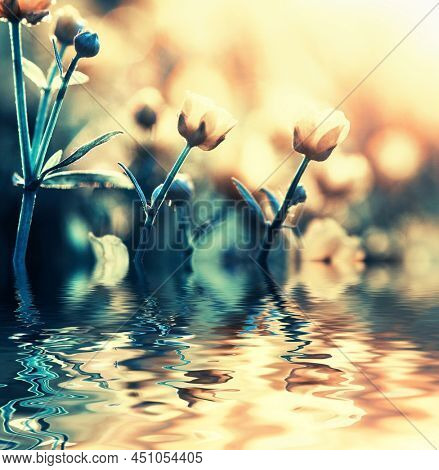 Field flower on sunlight and blurred nature background near the riple water 