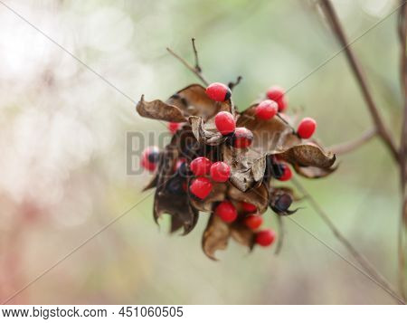 Abrus Precatorius With Bright Red Balls, Good Natural Seeds.