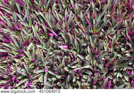 Oyster Plant Violet Leaves Bright And Beautiful Background
