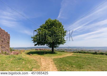 Lonely Big Green Tree Against The Background Of Rare Cirrus Clouds in Radicofani Fortress. Tuscany, 