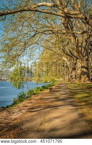 Tree Lined Walk Along The Lima River At Alameda Dos Platanos. Park Bench In River Side View In Natur