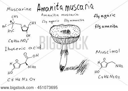 Chemical Formula Of Fly Agaric. Amanita Muscaria.