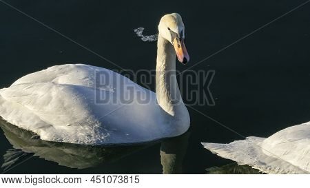 The Lonely Beautiful White Swan Is Swimming In Winter River. Wintering Swan In The City River. Ornit