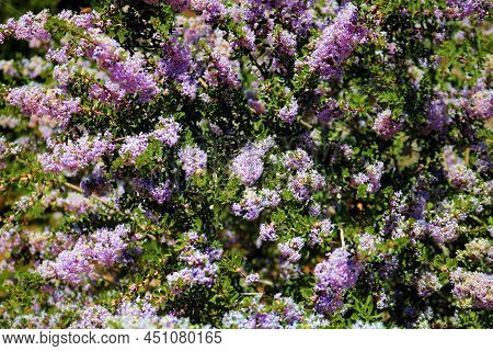 Lupinus Albinus Plant Flower Blossoms During Spring Taken At A Chaparral Woodland In The Rural Mojav