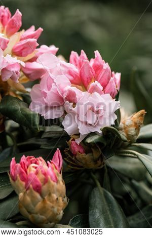 Rhododendron Rhyakushimanum Weissenteld Double Flowers In Garden