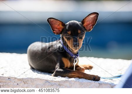 The Prague Ratter Dog Breed Squinted As It Lay On The Sunlit Parapet.