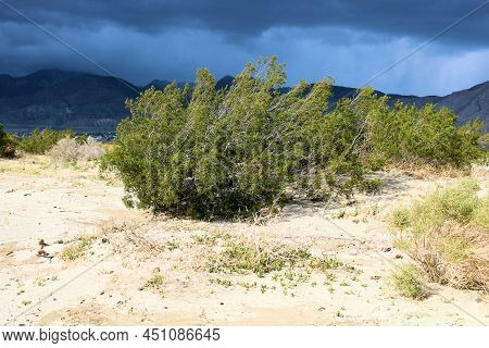 Chaparral Plants Including The Creosote Bush On Sand Dunes With Mountains Beyond Surrounded By Storm