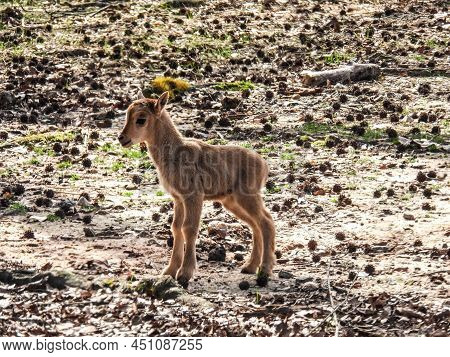 Baby Mouflon Sheep At The Wild Animal Safari In Pine Mountain, Ga