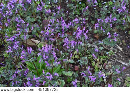 Henbit Flowers.lamiaceae Winter Annual Plants. From March To June, Purple Lip-shaped Flowers Are Att