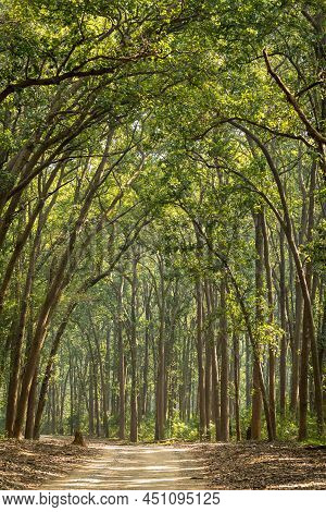 Scenic Landscape View Of Forest Trail Or Safari Track Or Main Road With Canopy Of Tall And Long Sal 