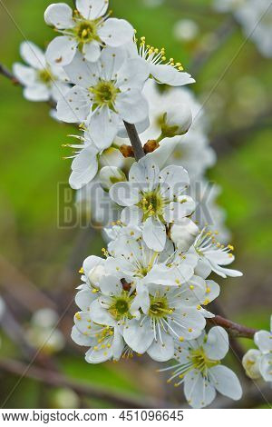 Vertical Closeup On The Brilliant White Blossoming Blackthorn, Prunus Spinosa, Flowers In The Field