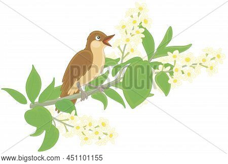 Small Singing Nightingale Perched On A Branch With White Flowers Of A Spring Blooming Tree, Vector C