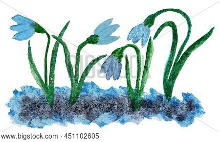 Watercolor Drawing Of A Glade Of Blue Snowdrops, Isolated. Hand-drawn Spring Flowers Growing Out Of 