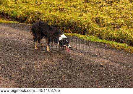 Border Collie On A Path. Working And Herding Dog Breed.gasadalur. Faroe Islands.