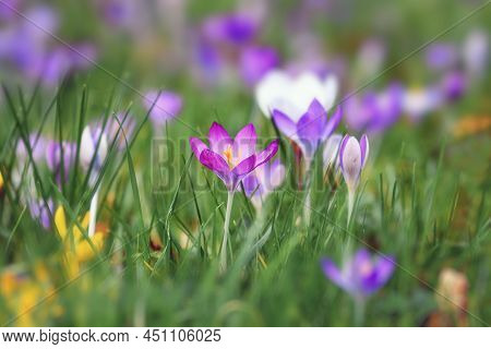 Blooming Purple Crocus Spring Flower On Blurry Grass Background During Early Spring
