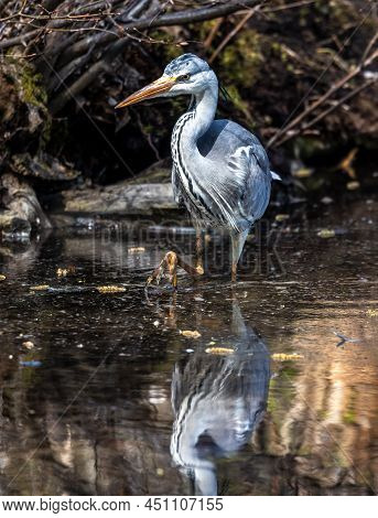 Grey Heron, Ardea Cinerea, A Massive Gray Bird Wading Through A Flat Lake Searching For Fish, With F