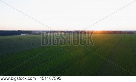 The Setting Sun Over A Field On Which Garlic, Or Onions, Sprouts; Agriculture