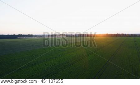 The Setting Sun Over A Field On Which Garlic, Or Onions, Sprouts; Agriculture