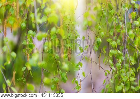 Bright Juicy Young Birch Leaf. Branches And Leaves In Sunlight. Spring Background With The First Lea