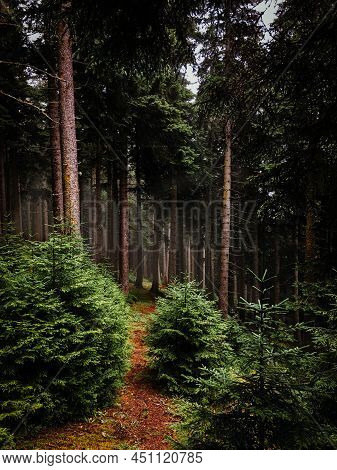 Pathway Into Deep Pine Forest.  Dirt Road, Trekking Path, Hike Trail In Mysterious, Dark Forest.