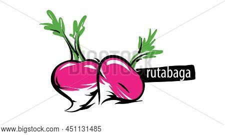 Drawn Rutabaga Isolated On A White Background