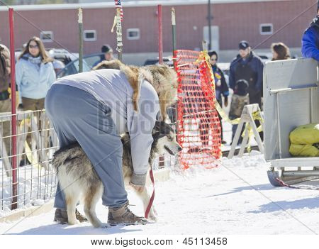 Husky Getting Ready At Dog Pulling Sled Competition