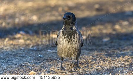 Crow On The Lawn In A City Park. A Hooded Crow Foraging In A Park In The Town At Spring. Ornitology 