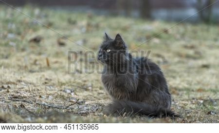 Homeles Cat Is Looking For Shelter. Abandoned Animal, Street Cat. The Cat Is Waiting For New Owners.