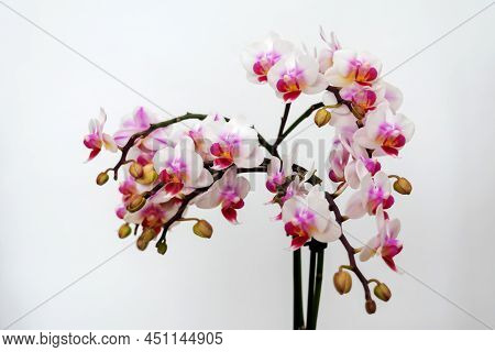 Phalaenopsis Orchid Flower, Butterfly Orchid, It Is Also Called Alevilla Orchid And Mouth Orchid
