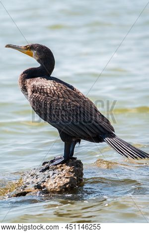 Great Cormorant, Phalacrocorax Carbo, Standing On A Stone On The Sea Shore. The Great Cormorant, Pha