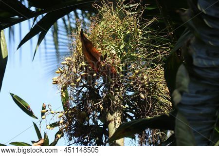 Areca Catechu, Betel Palm Or Betel Nut Tree