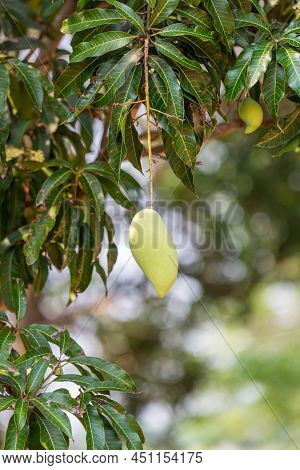 Green Mango Hanging, Mango Field, Mango Farm. Agricultural Concept, Agricultural Industry Concept. M