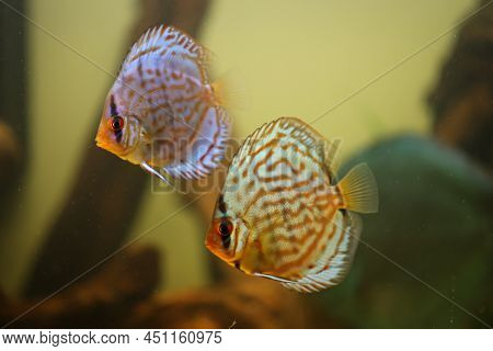 Portrait Of A Discus In The Aquarium, Discus Fish Belongs To The Cichlids.
