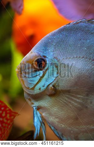 Portrait Of A Discus In The Aquarium, Discus Fish Belongs To The Cichlids.