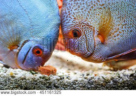 Portrait Of A Discus In The Aquarium, Discus Fish Belongs To The Cichlids.